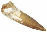 Fossil Spinosaurus Tooth - Real Dinosaur Tooth #348630-1